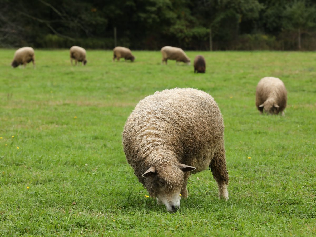 Leicester Longwool sheep grazing in the pasture at Gore Place